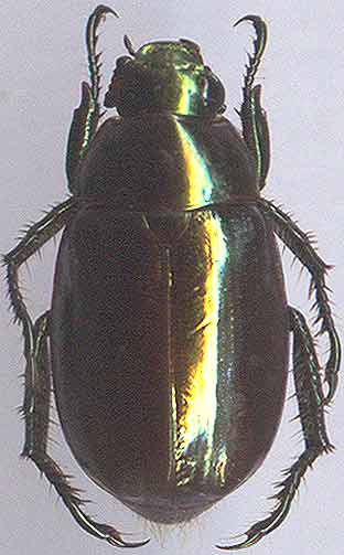 http://www.gorodinski.ru/scarabs/Anomala rufiventris.jpg